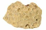 Rough Fossil Coral (Actinocyathus) From Morocco - 2" to 3" - Photo 2